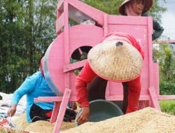 Produksi Padi Cenderung Menurun