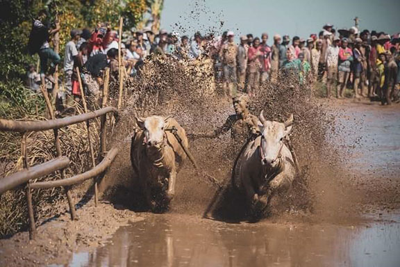 Pacu Jawi Lebih dari Sebatas Tradisi