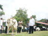 tanah