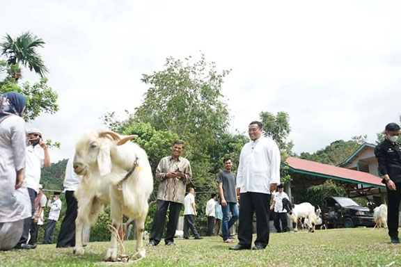 tanah