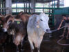 sapi