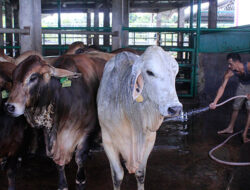 Wabah PMK Mulai Menjangkiti Sapi di Sumbar