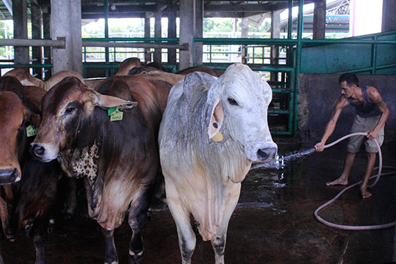 sapi