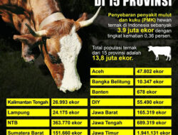 297 Sapi Terjangkiti PMK, Stok Obat Mulai Menipis