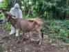 sapi