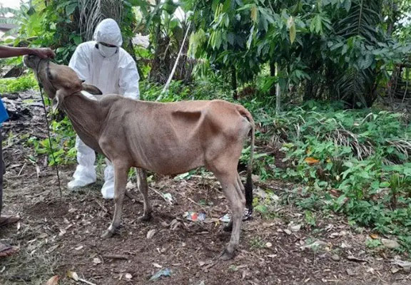 sapi