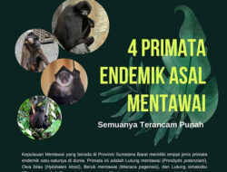 Satwa Liar Mentawai Terancam Kehilangan Habitat
