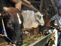 Transaksi Jual Beli Sapi Qurban Kian Lesu