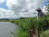 petani