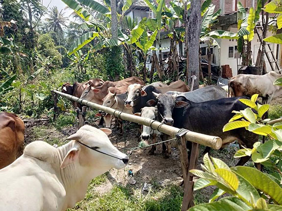 sapi