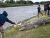 buaya