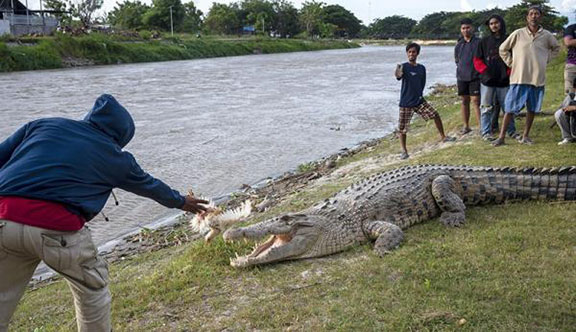 buaya