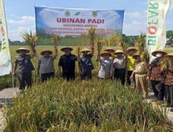 Limbah Jamu Sido Muncul Jadi Pupuk Organik
