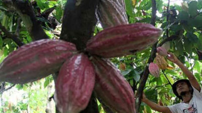 Industri Kakao Sumbang Devisa USD 1 Miliar 