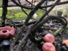 Rafflesia