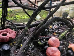 Bunga Rafflesia Mekar di Rumah Warga