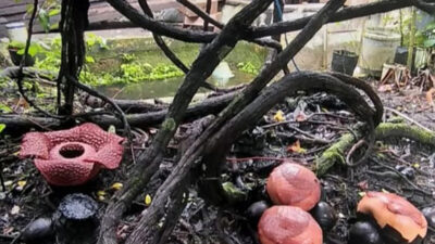Bunga Rafflesia Mekar di Rumah Warga