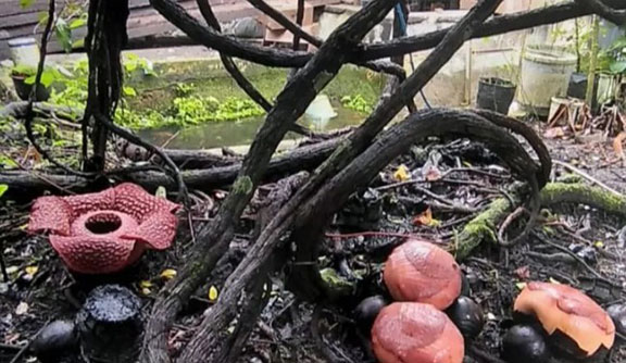 Rafflesia