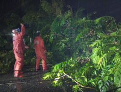 Satu Pohon Tumbang Di Kuranji, BPBD Padang Bergerak Cepat