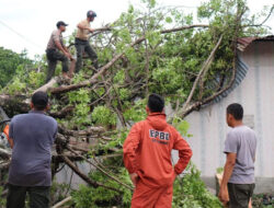 BPBD Padang Catat 10 Kali Pohon Tumbang Dalam Rentang Tiga Hari
