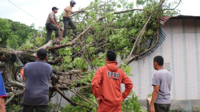 BPBD Padang Catat 10 Kali Pohon Tumbang Dalam Rentang Tiga Hari