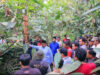 harimau