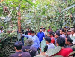 Harimau Muncul, Warga Cemas, Bupati Benny Utama Temui Warga Koto Nopan