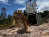 harimau