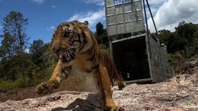 Warga Guguak Solok Digegerkan Kehadiran Harimau Sumatera