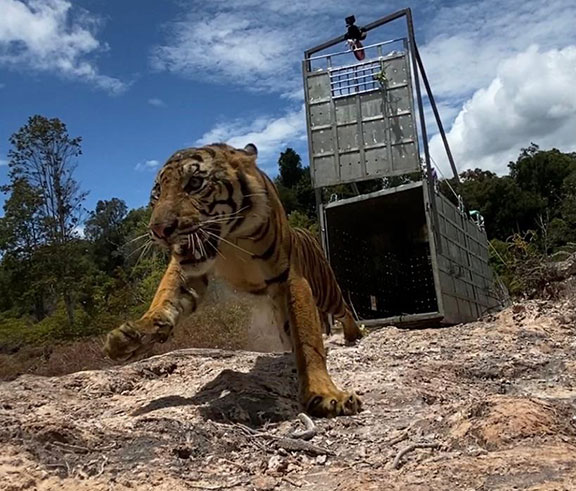 harimau