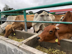 Padang Bidik  4.200 Kelahiran Anak Sapi Tahun Ini