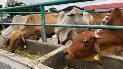Padang Bidik  4.200 Kelahiran Anak Sapi Tahun Ini