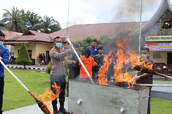 Polres Pasbar Musnahkan 2.116 Gram Ganja Kering