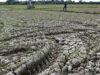 Sawah