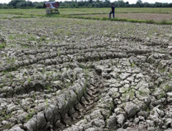 Ribuan Hektare Sawah di Aceh Dilanda Kekeringan