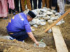 Bupati