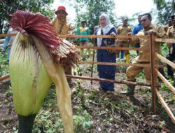 Bunga Bangkai Tumbuh di Nagari Buo