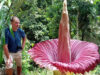 Rafflesia