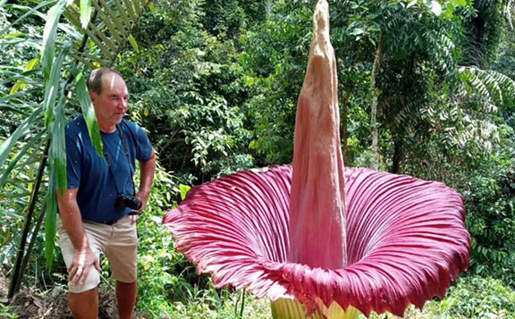 Bunga Rafflesia Mekar di Agam