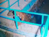 Harimau