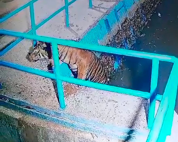 Harimau