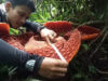 Rafflesia