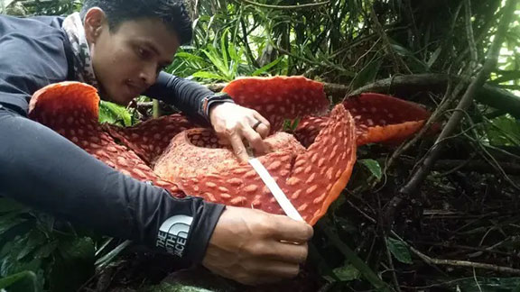 Rafflesia
