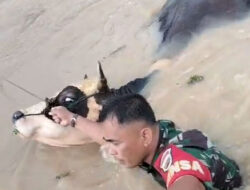 Aksi Heroik Babinsa Sertu Agung Evakuasi Warga Dan Ternak Milik Warga Dari Terjangan Banjir