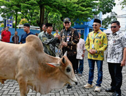 Perumda AM Padang Kurbankan 89 Ekor Hewan Kurban