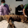 Harimau