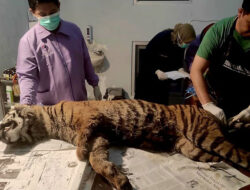 Harimau Betina Buntung Mati Mengenaskan di Palembayan