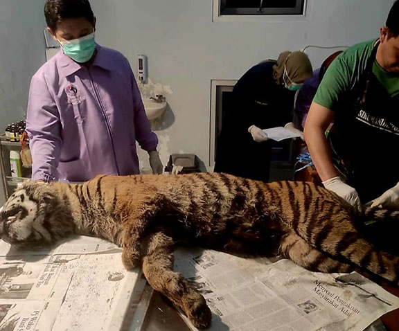 Harimau