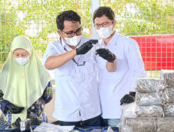 BBNP Sumbar Musnahkan 624,5 Kg Ganja