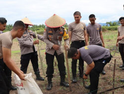 Polres Padang Pariaman Tanam Bibit Jagung